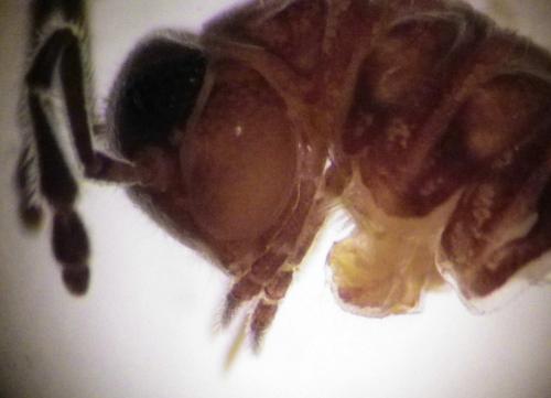 Craspedosoma raulinsii